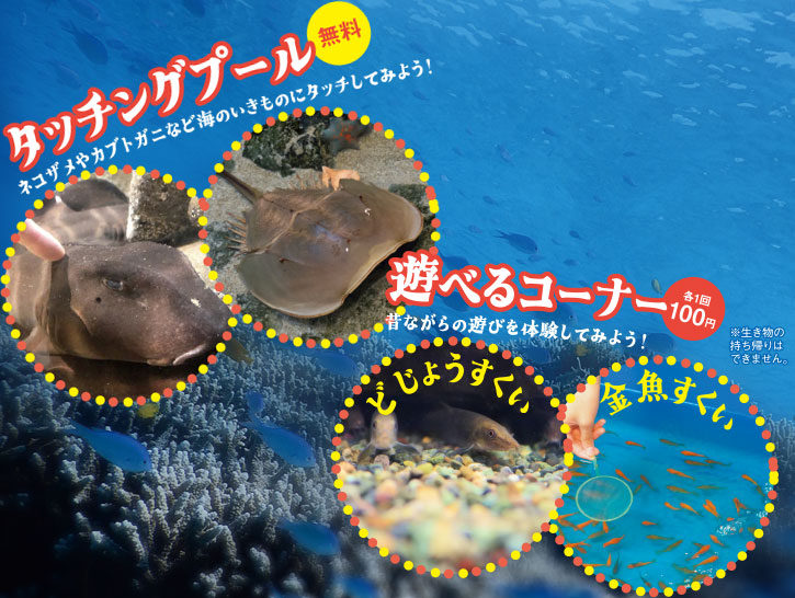 ネコザメ カブトガニ どじょうすくい 金魚すくい